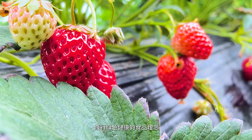 山东绿友食品企业宣传片